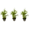 Plant in a Box Bamboe - Set van 3 - Fargesia nitida 'Black Dragon' - Hoogte 25-40cm - ⌀14cm