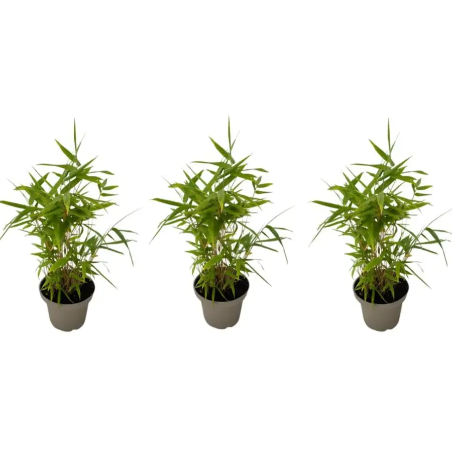 Plant in a Box Bamboe - Set van 3 - Fargesia nitida 'Black Dragon' - Hoogte 25-40cm - ⌀14cm