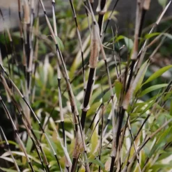 Plant in a Box Bamboe - Set van 3 - Fargesia nitida 'Black Dragon' - Hoogte 25-40cm - ⌀14cm