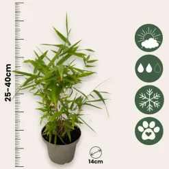 Plant in a Box Bamboe - Set van 3 - Fargesia nitida 'Black Dragon' - Hoogte 25-40cm - ⌀14cm