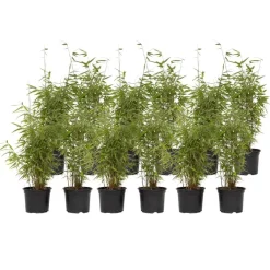 Planten-Plant in a Box Bamboe - Set van 12 - Fargesia nitida 'Red Dragon' - Hoogte 50-70cm - ⌀17cm