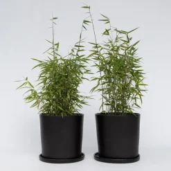 Planten-Plant in a Box Bamboe - Set van 12 - Fargesia nitida 'Red Dragon' - Hoogte 50-70cm - ⌀17cm