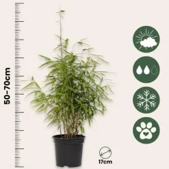 Planten-Plant in a Box Bamboe - Set van 12 - Fargesia nitida 'Red Dragon' - Hoogte 50-70cm - ⌀17cm