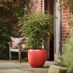 Planten-Plant in a Box Bamboe - Set van 12 - Fargesia nitida 'Red Dragon' - Hoogte 50-70cm - ⌀17cm
