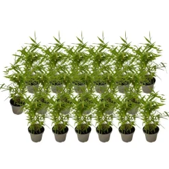 Plant in a Box Bamboe - Set van 18 - Fargesia nitida 'Black Dragon' - Hoogte 25-40cm - ⌀14cm