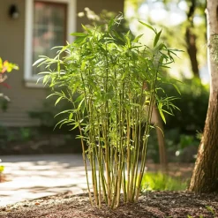 Planten-Plant in a Box Bamboe - Set van 18 - Fargesia rufa - Hoogte 25-40cm - ⌀13cm