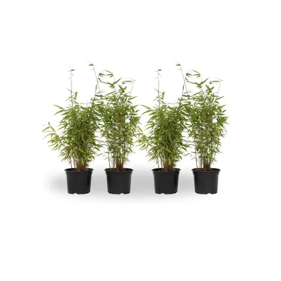 Planten-Plant in a Box Bamboe - Set van 4 - Fargesia nitida 'Red Dragon' - Hoogte 50-70cm - ⌀17cm