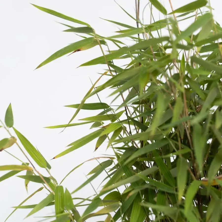 Planten-Plant in a Box Bamboe - Set van 4 - Fargesia nitida 'Red Dragon' - Hoogte 50-70cm - ⌀17cm