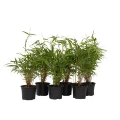 Plant in a Box Bamboe - Set van 6 - Fargesia rufa - Hoogte 25-40cm - ⌀13cm
