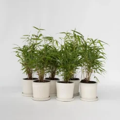 Plant in a Box Bamboe - Set van 6 - Fargesia rufa - Hoogte 25-40cm - ⌀13cm