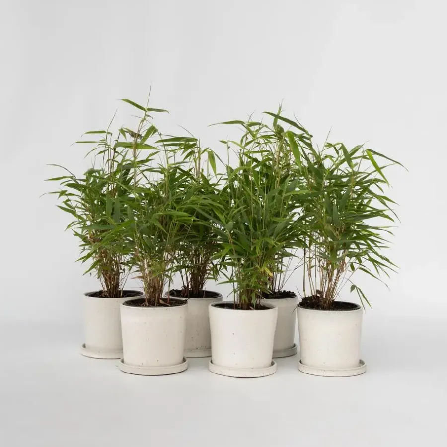 Plant in a Box Bamboe - Set van 6 - Fargesia rufa - Hoogte 25-40cm - ⌀13cm