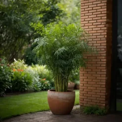 Plant in a Box Bamboe - Set van 6 - Fargesia rufa - Hoogte 25-40cm - ⌀13cm
