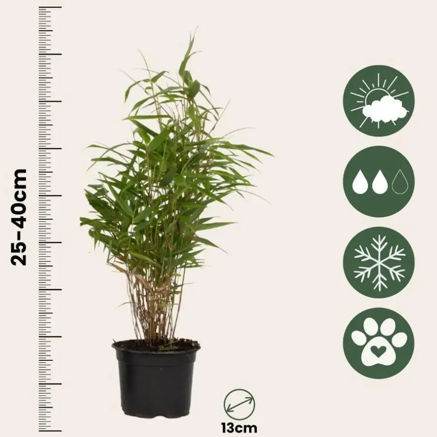 Plant in a Box Bamboe - Set van 6 - Fargesia rufa - Hoogte 25-40cm - ⌀13cm