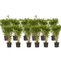 Planten-Plant in a Box Bamboe - Set van 12 - Fargesia nitida 'Gansu' - Hoogte 50-70cm - ⌀17cm