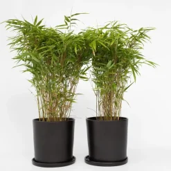 Planten-Plant in a Box Bamboe - Set van 12 - Fargesia nitida 'Gansu' - Hoogte 50-70cm - ⌀17cm
