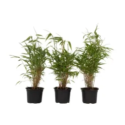 Planten-Plant in a Box Bamboe - Set van 3 - Fargesia rufa - Hoogte 25-40cm - ⌀13cm