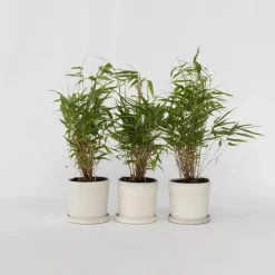 Planten-Plant in a Box Bamboe - Set van 3 - Fargesia rufa - Hoogte 25-40cm - ⌀13cm