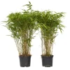 Plant in a Box Bamboe - Set van 2 - Fargesia nitida 'Gansu' - Hoogte 50-70cm - ⌀17cm