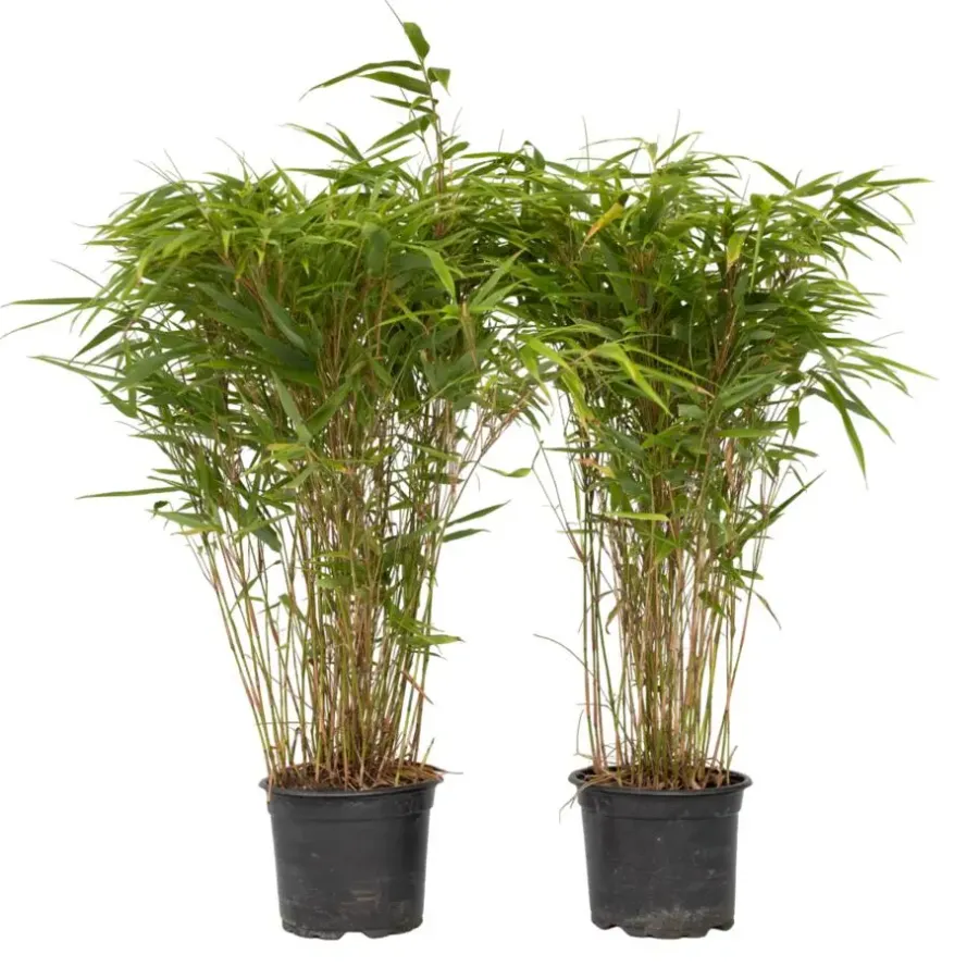 Plant in a Box Bamboe - Set van 2 - Fargesia nitida 'Gansu' - Hoogte 50-70cm - ⌀17cm