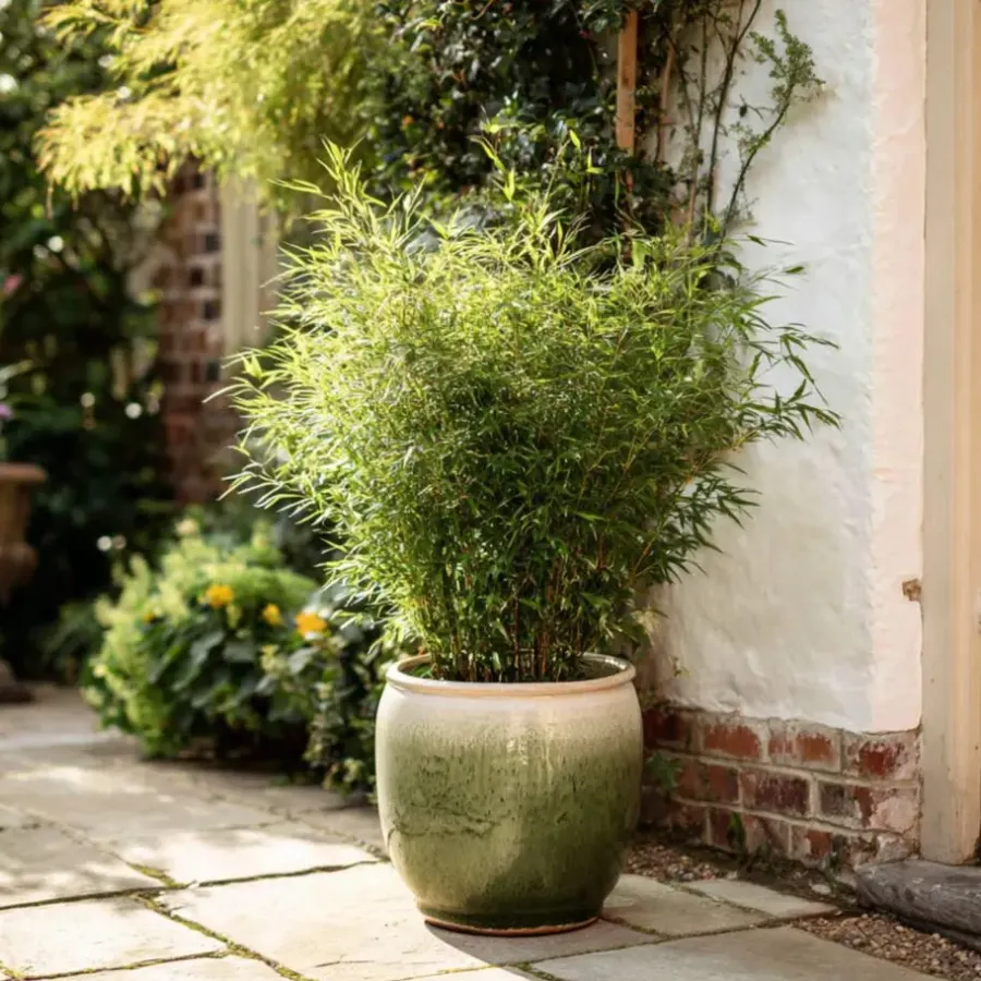 Plant in a Box Bamboe - Set van 2 - Fargesia nitida 'Gansu' - Hoogte 50-70cm - ⌀17cm