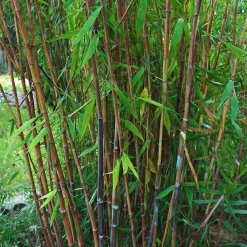 Plant in a Box Bamboe - Set van 2 - Fargesia nitida 'Gansu' - Hoogte 50-70cm - ⌀17cm