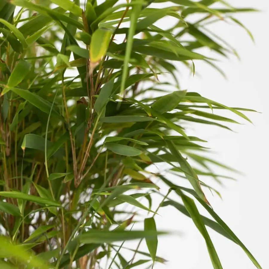 Plant in a Box Bamboe - Set van 2 - Fargesia nitida 'Gansu' - Hoogte 50-70cm - ⌀17cm