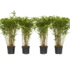 Planten-Plant in a Box Bamboe - Set van 4 - Fargesia nitida 'Gansu' - Hoogte 50-70cm - ⌀17cm