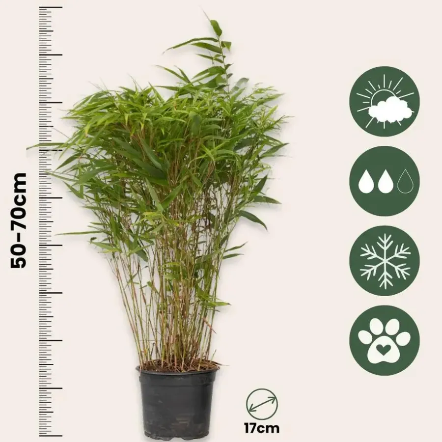 Planten-Plant in a Box Bamboe - Set van 4 - Fargesia nitida 'Gansu' - Hoogte 50-70cm - ⌀17cm