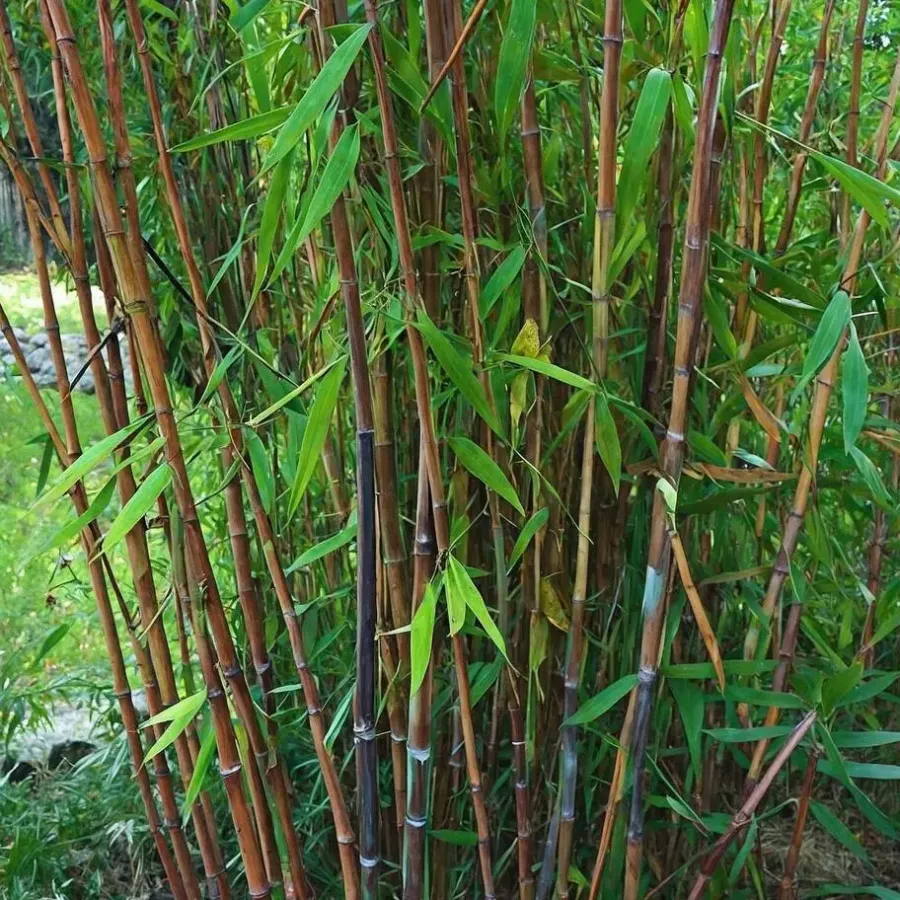 Planten-Plant in a Box Bamboe - Set van 4 - Fargesia nitida 'Gansu' - Hoogte 50-70cm - ⌀17cm