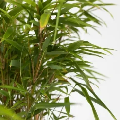 Planten-Plant in a Box Bamboe - Set van 4 - Fargesia nitida 'Gansu' - Hoogte 50-70cm - ⌀17cm