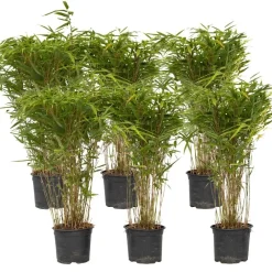 Plant in a Box Bamboe - Set van 6 - Fargesia nitida 'Gansu' - Hoogte 50-70cm - ⌀17cm