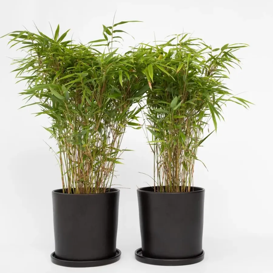 Plant in a Box Bamboe - Set van 6 - Fargesia nitida 'Gansu' - Hoogte 50-70cm - ⌀17cm