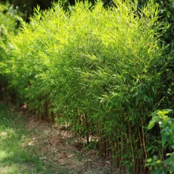 Plant in a Box Bamboe - Set van 6 - Fargesia nitida 'Gansu' - Hoogte 50-70cm - ⌀17cm