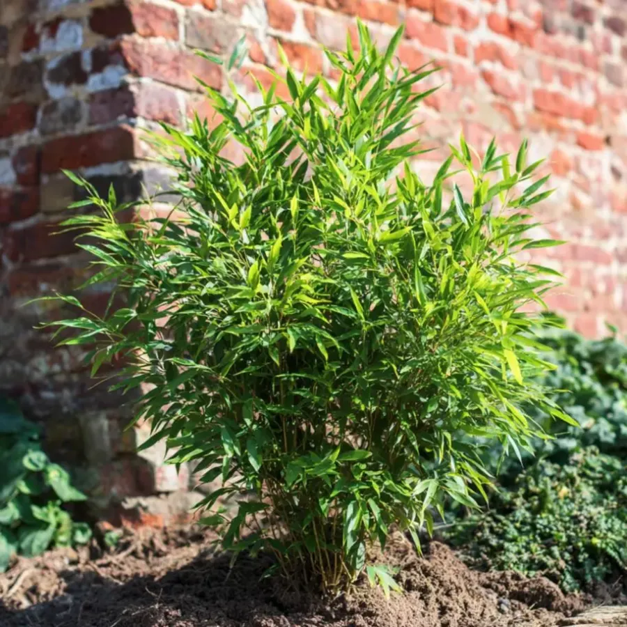 Plant in a Box Bamboe - Set van 6 - Fargesia nitida 'Gansu' - Hoogte 50-70cm - ⌀17cm