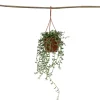 Plant in a Box Bananenketting - Senecio radicans - Hoogte 10-20cm - ⌀12cm