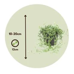 Plant in a Box Bananenketting - Senecio radicans - Hoogte 10-20cm - ⌀12cm