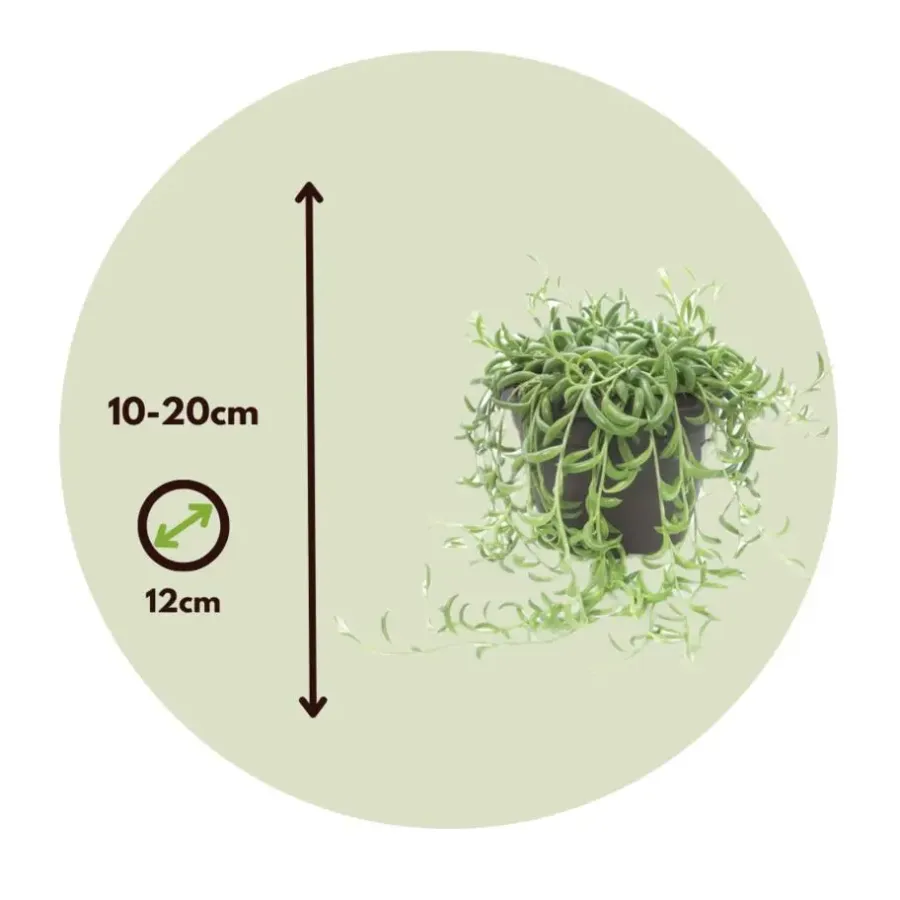 Plant in a Box Bananenketting - Senecio radicans - Hoogte 10-20cm - ⌀12cm