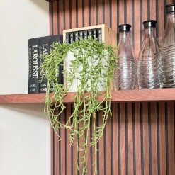 Plant in a Box Bananenketting - Senecio radicans - Hoogte 10-20cm - ⌀12cm