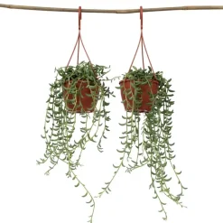 Kamerplanten-Plant in a Box Bananenketting - Set van 2 - Senecio radicans - Hoogte 10-20cm - ⌀12cm