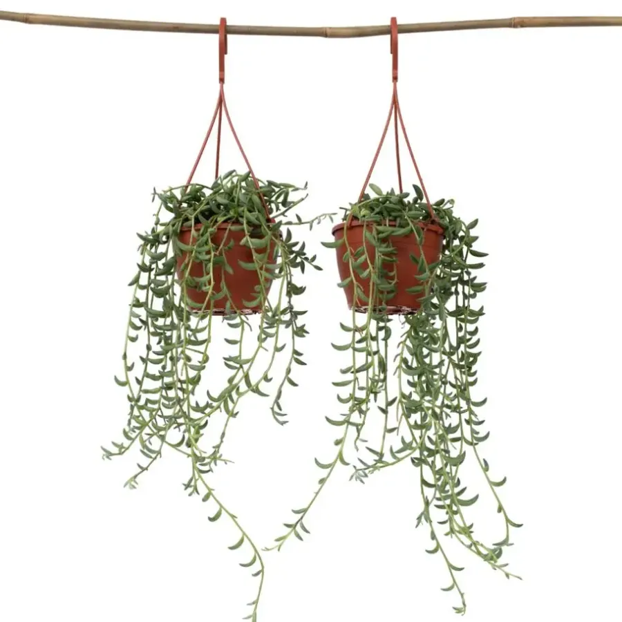 Kamerplanten-Plant in a Box Bananenketting - Set van 2 - Senecio radicans - Hoogte 10-20cm - ⌀12cm