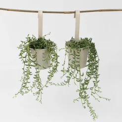 Kamerplanten-Plant in a Box Bananenketting - Set van 2 - Senecio radicans - Hoogte 10-20cm - ⌀12cm