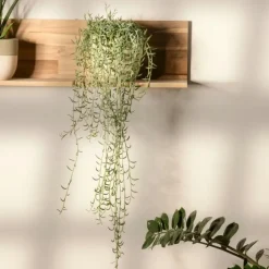 Kamerplanten-Plant in a Box Bananenketting - Set van 2 - Senecio radicans - Hoogte 10-20cm - ⌀12cm