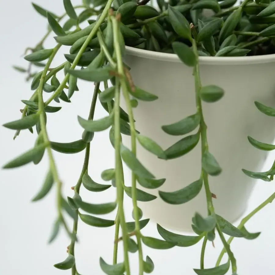 Kamerplanten-Plant in a Box Bananenketting - Set van 2 - Senecio radicans - Hoogte 10-20cm - ⌀12cm