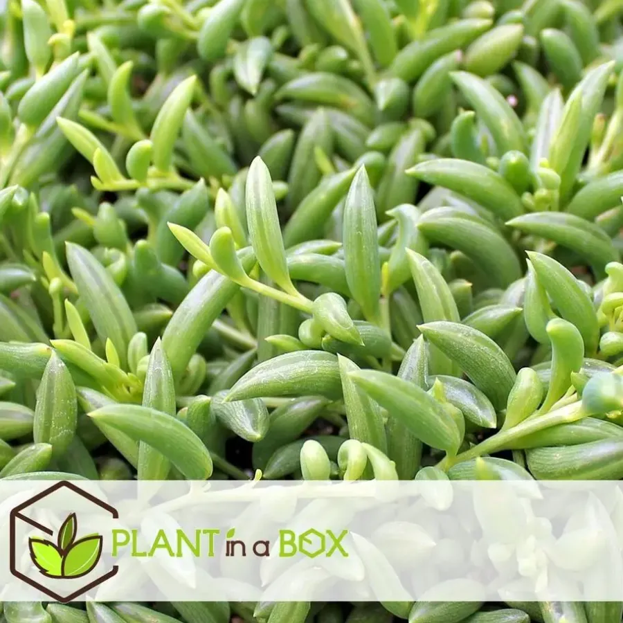 Kamerplanten-Plant in a Box Bananenketting - Set van 2 - Senecio radicans - Hoogte 10-20cm - ⌀12cm