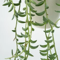 Kamerplanten-Plant in a Box Bananenketting - Set van 2 - Senecio radicans - Hoogte 10-20cm - ⌀12cm