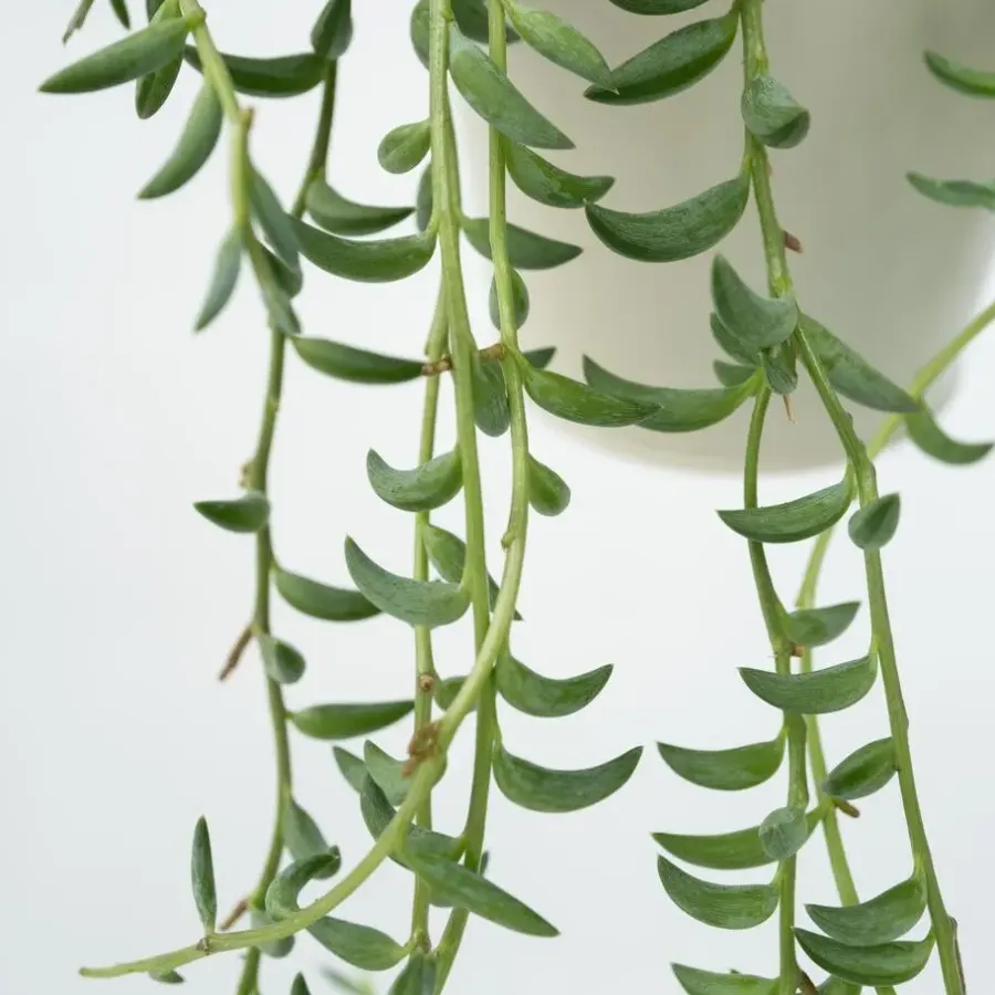 Kamerplanten-Plant in a Box Bananenketting - Set van 2 - Senecio radicans - Hoogte 10-20cm - ⌀12cm