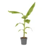 Plant in a Box Bananenplant - Musa basjoo - Hoogte 55-70cm - ⌀21cm