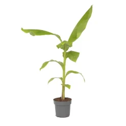 Plant in a Box Bananenplant - Musa basjoo - Hoogte 55-70cm - ⌀21cm