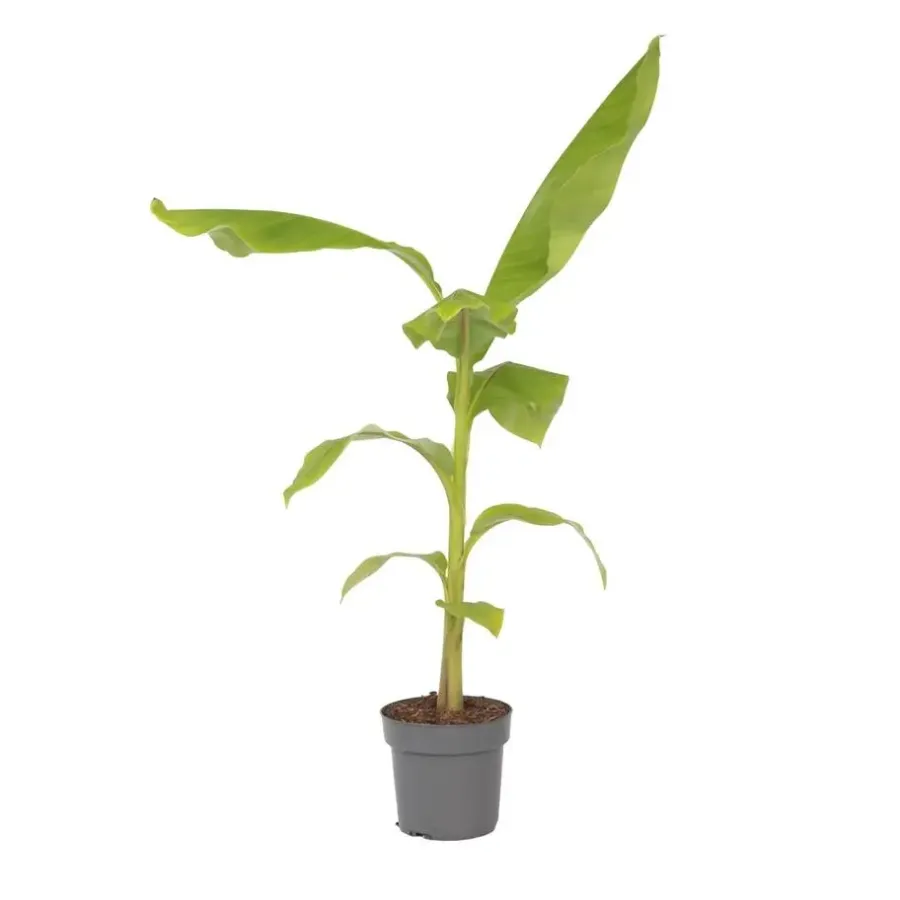 Plant in a Box Bananenplant - Musa basjoo - Hoogte 55-70cm - ⌀21cm