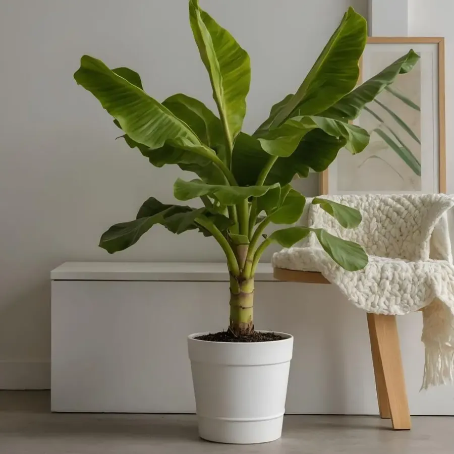 Plant in a Box Bananenplant - Musa basjoo - Hoogte 55-70cm - ⌀21cm